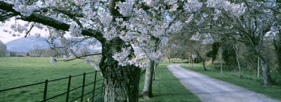 Cherry Trees and Path, Killaney, Ireland