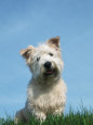 Head Portrait of Irish Glen of Imaal Terrier Dog