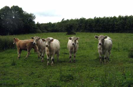 Cattle Near Dromod