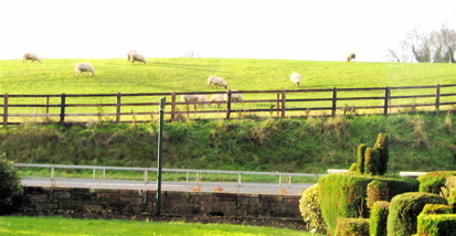 Sheep in Kiltale,Ireland
