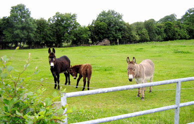 Donkeys at Lydons Farm