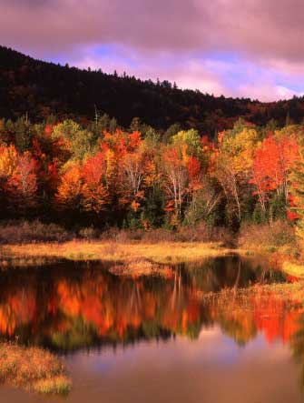Small Pond and Fall Foliage Reflection, Katahdin Region, Maine, USA